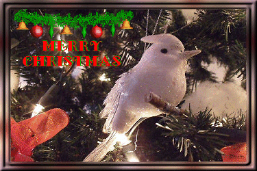 Middelgrote animatie van een kerstwens - Merry Christmas met een witte vogel op een sparrentak